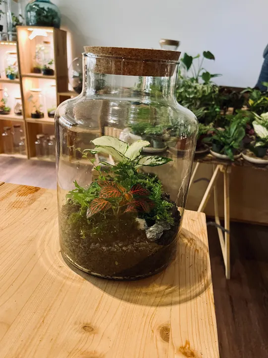 Glas-Terrarium mit Pflanzen auf Holztisch.