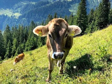 Kuh grast auf einer grünen Wiese in den Bergen.