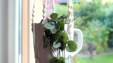 String-of-Hearts-Pflanze in weißer Tasse.