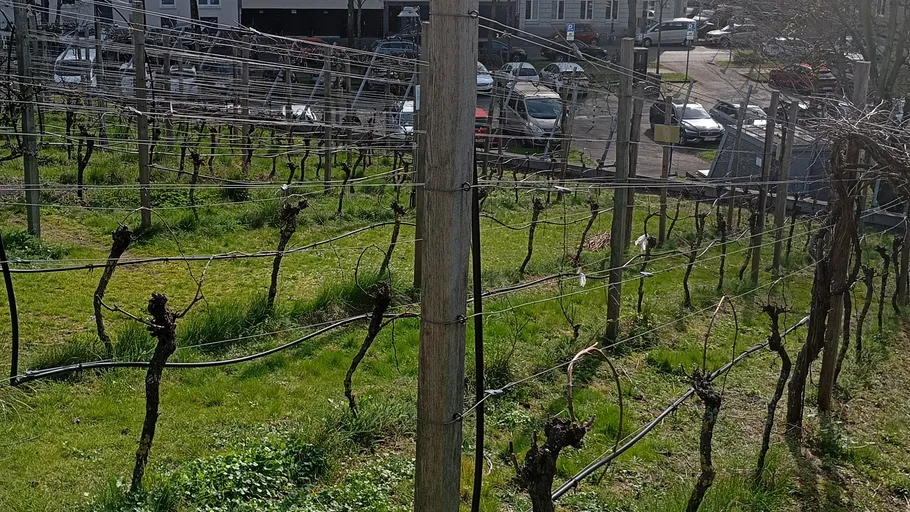 Vineyard with bare vines near a parking lot.