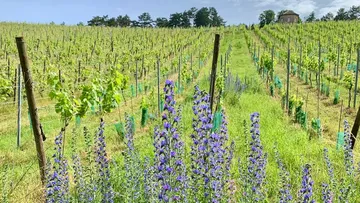 Weinberg mit blühenden violetten Blumen im Vordergrund.