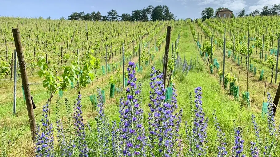 Weinberg mit blühenden violetten Blumen im Vordergrund.