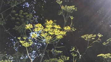 Gelbe Blumen mit Sonnenlicht im Wald.