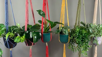 Colorful hanging plants against a gray wall.