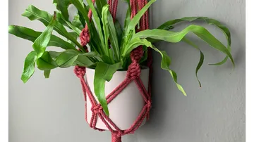 Plant in macramé hanger on gray wall.