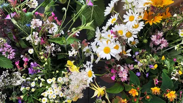 Assorted wildflowers arranged in a bouquet.