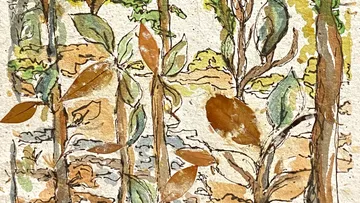 Forest scene with trees and leaves illustrated.