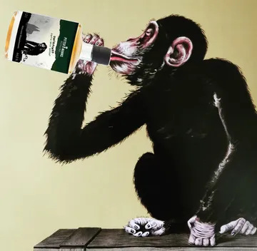 Affe leckt Flasche auf Holzoberfläche.