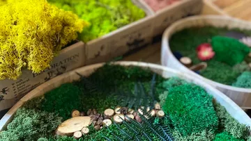 Colorful preserved moss displayed in trays and boxes.
