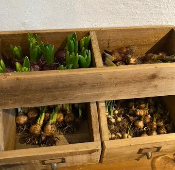 Wooden drawers holding sprouting bulbs indoors.