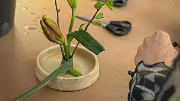 Pflanze mit Knospen in einer Keramikschale.