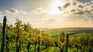 Weinberg unter sonnigem Himmel, Hügel im Hintergrund.