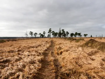 Ein Pfad führt durch ein trockenes, grasiges Feld.