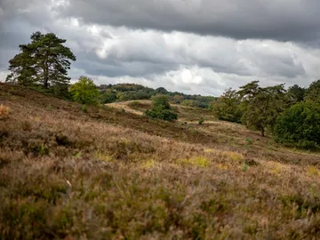 Hilly landscape with trees under cloudy sky.