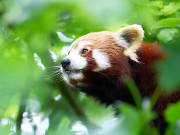 Roter Panda blickt neugierig durch das grüne Laub.