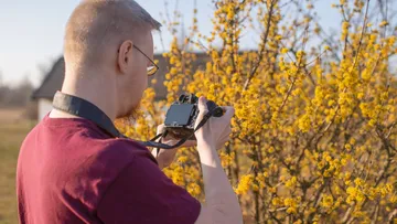 Person photographing yellow blossoms outdoors.