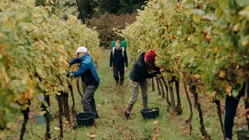 Arbeiter ernten Trauben in einem Weinberg.