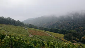 Grüner Weinberg an nebligem Hügelgelände.