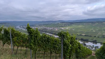 Weinberg mit Blick auf Fluss und Dorf, bewölkter Himmel.