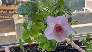 Pink rose blooming in potted plant indoors.