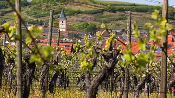 Vineyard with church steeple in background.