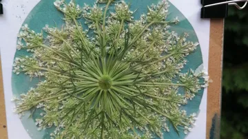 Gepresste Blume auf türkisfarbenem Hintergrund.