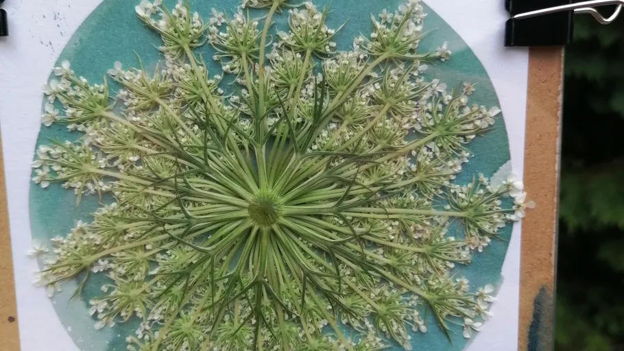Pressed flower displayed on teal background.