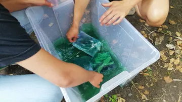 Hände legen Pflanzen in einen Plastikbehälter.