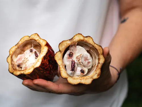 Cocoa pods are held by one person, slightly opened.