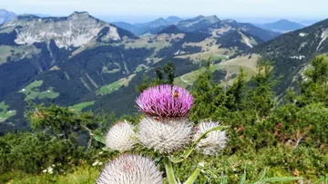 Bee on purple flower in mountainous landscape.