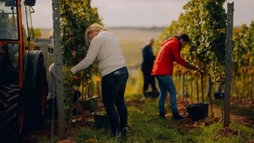 Menschen ernten Trauben in einem Weinberg.