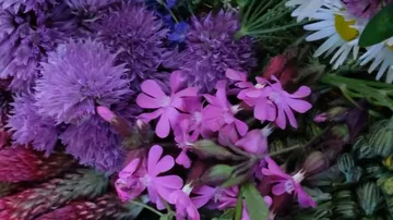 Bunte Wildblumen mit lila und rosa Blüten.