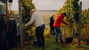 Menschen ernten Trauben im Weinberg.