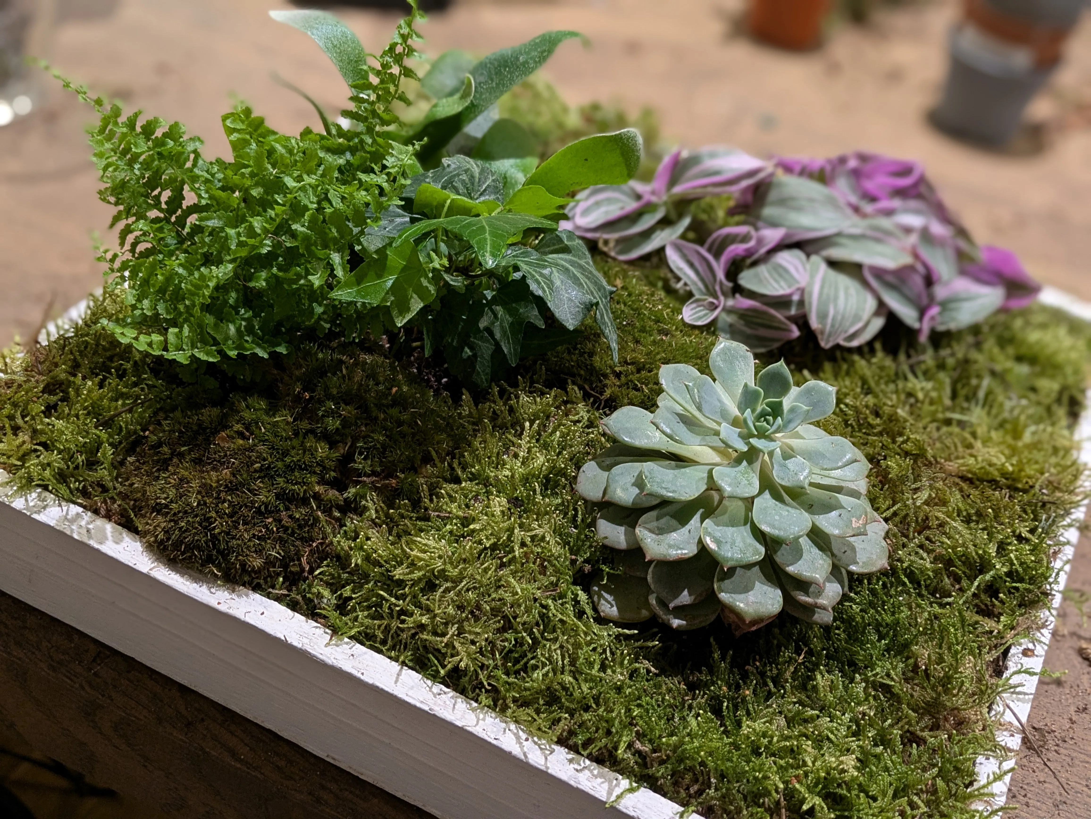 Succulent and foliage plants on mossy surface.