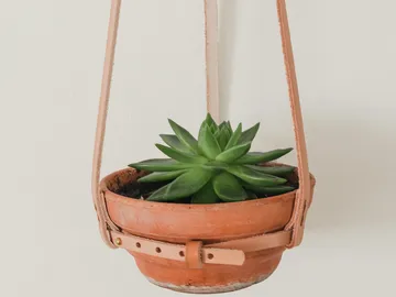 Hängender Blumentopf mit einer grünen Sukkulente in einem Raum.