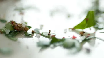 Ants carrying food on a shiny surface.