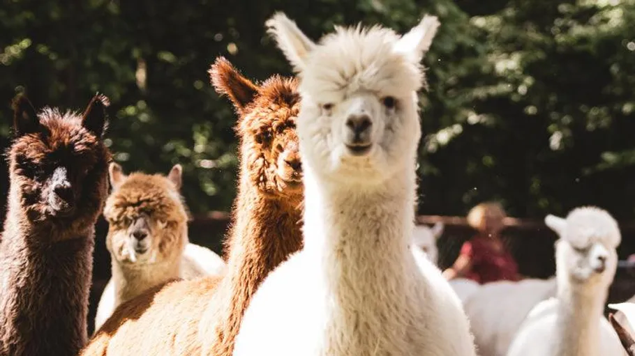 Alpacas standing together in a sunny field.
