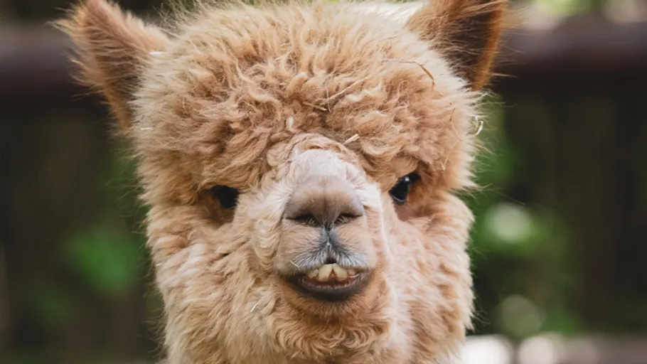 Flauschiges Alpaka mit neugierigem Ausdruck im Freien.