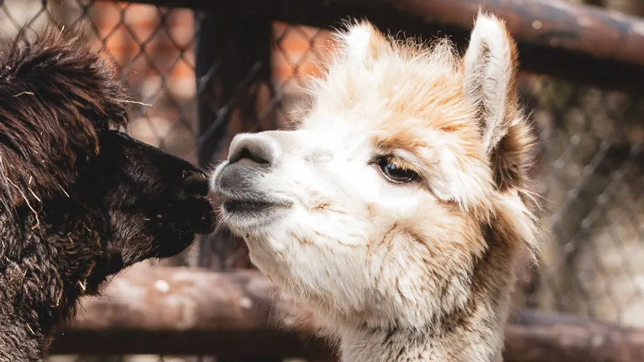 Zwei Lamas schmusen an einem Holzzaun.