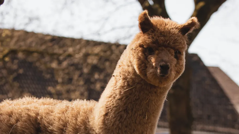 Alpaca standing outdoors near buildings and trees.