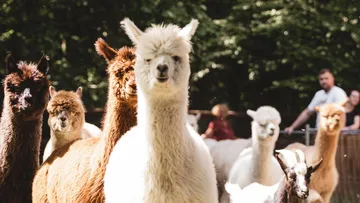 Alpacas stand on grass with people nearby.
