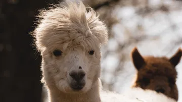 White alpaca with brown alpaca in background.