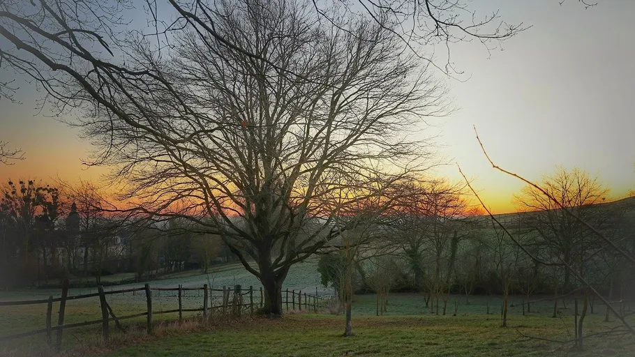 Leafless tree at sunrise in a field.