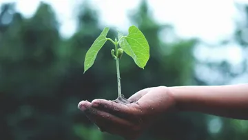 Hand holds a small plant outdoors.