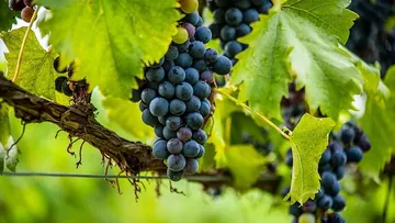 Trauben hängen am Weinstock mit grünen Blättern.