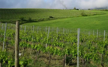 Weinberg auf grünem Hügel unter bewölktem Himmel.