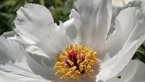 White peony flower with yellow center outdoors.