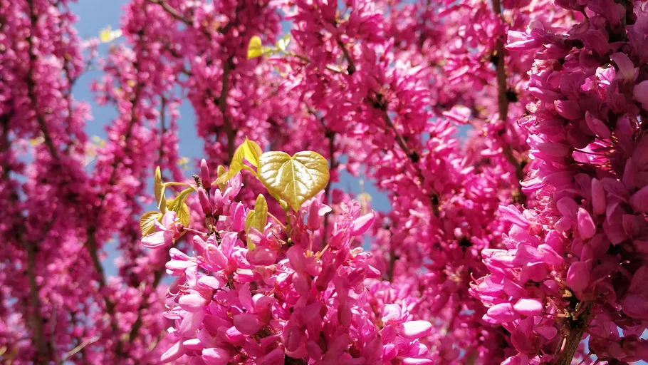 Pink flowers blooming on tree branches outdoors.