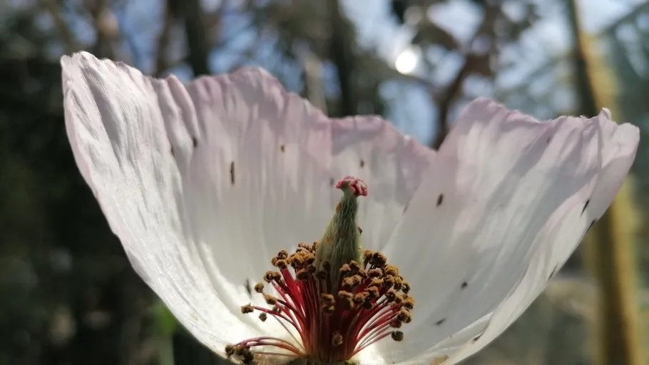 Close-up of a white flower in sunlight.