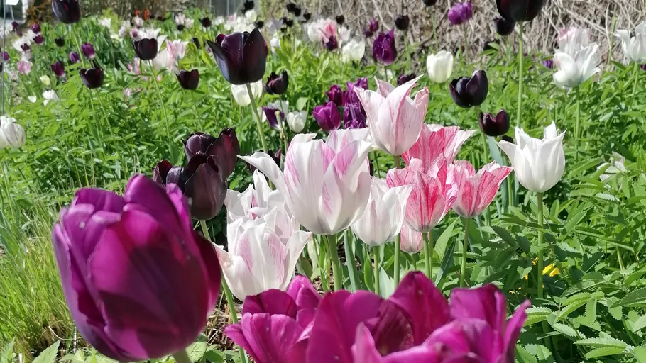 Bunte Tulpen blühen in einem üppigen Garten.